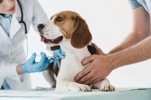 La amenaza invisible que llega con tu perro: la enfermedad silenciosa que todos debemos prevenir